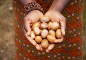 Nigeria Shea Nut Export Ban Pinches Producers