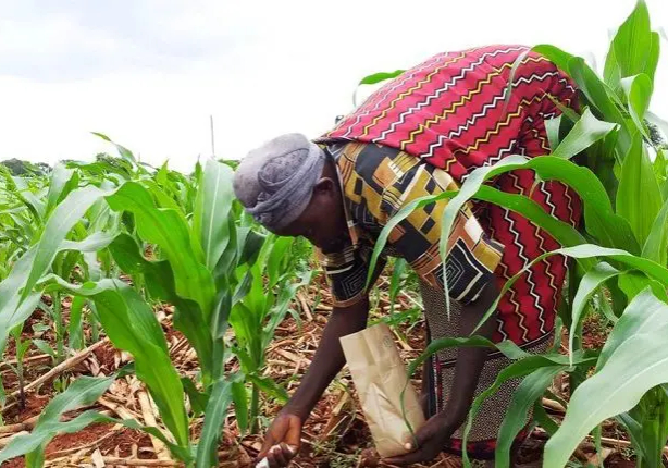 Nigerian farmers say rise in fertiliser price threatens lower food cost