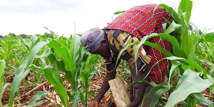 Nigerian farmers say rise in fertiliser price threatens lower food Nigerian farmers say rise in fertiliser price threatens lower food cost