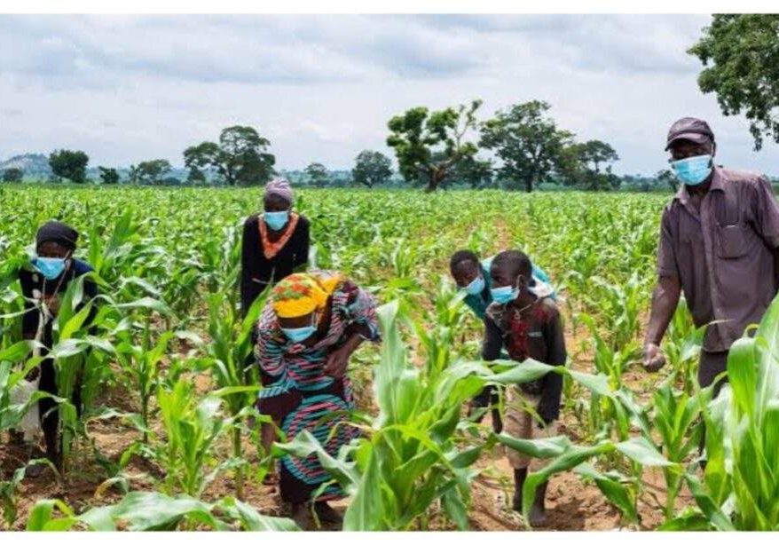 Nigeria's Food Security Threatened by Unpredictable Rainfall and Insecurity Nigeria's Food Security Threatened by Unpredictable Rainfall and Insecurity