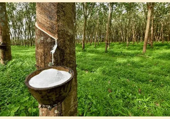 Nigeria's Rubber Industry Summit: Unlocking Economic Growth and Sustainability Nigeria's Rubber Industry Summit: Unlocking Economic Growth and Sustainability