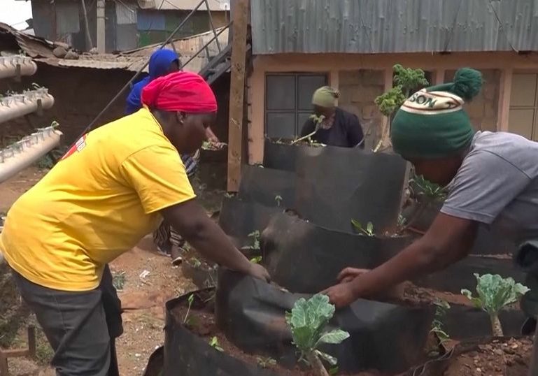 Nubian women use hydroponics to revive traditional vegetables The Nubian women reviving traditional agriculture in Nairobi's largest slum