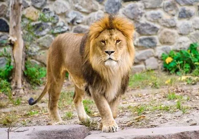 Ogun Police Male Lion Kills Handler at Olusegun Obasanjo Zoo Ogun Police Male Lion Kills Handler at Olusegun Obasanjo Zoo