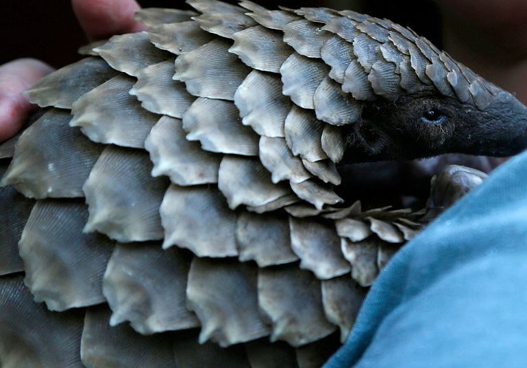 New documentary shines light on plight of pangolins, one of the world's most trafficked mamals
