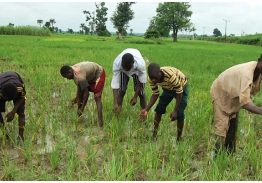 Plateau farmers cry out over drought as rainfall delays