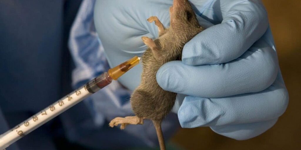 Plateau government confirms two deaths from Lassa fever