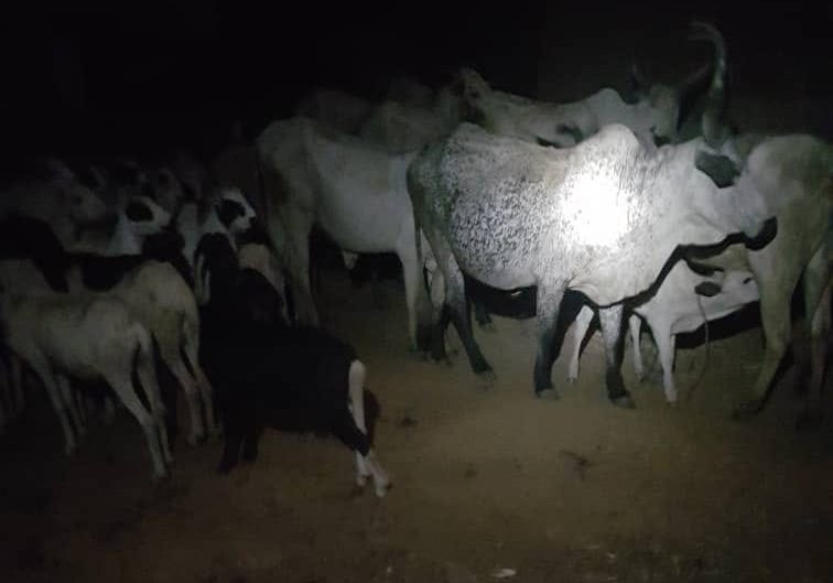 Police recover stolen livestock, rescue kidnapped victim in Niger Police recover stolen livestock, rescue kidnapped victim in Niger