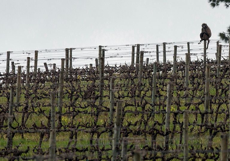 How a South African vineyard is making better wine thanks to cattle and ducks