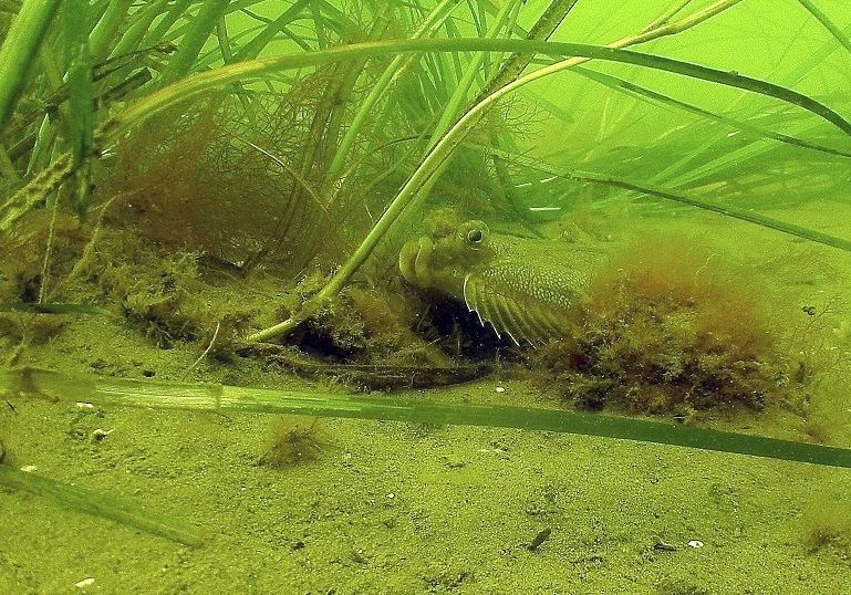 Restoring Kenya's Seagrass Meadows