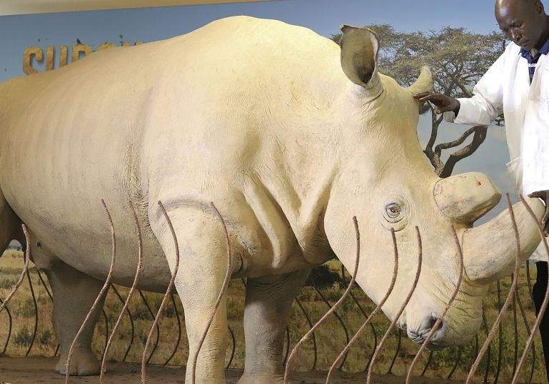 Rhino Crisis Fewer Than 28000 Left Poaching Threats Remain