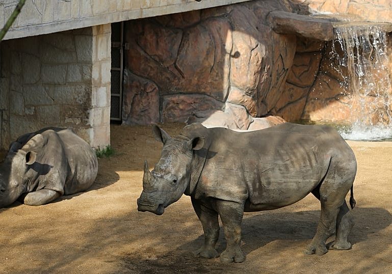 Cotswold park welcomes Markus, a rare white rhino calf