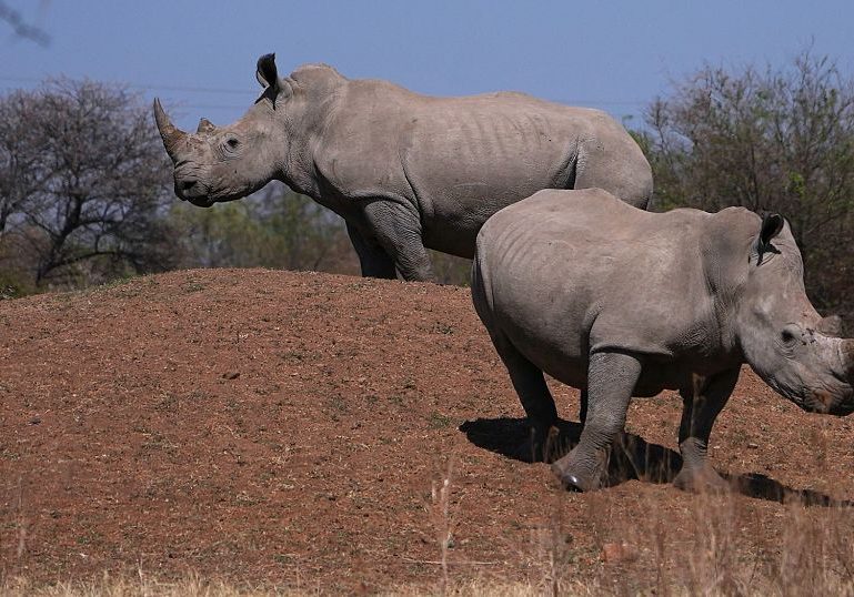 South African conservationists mark World Rhino Day amid rising poaching threat