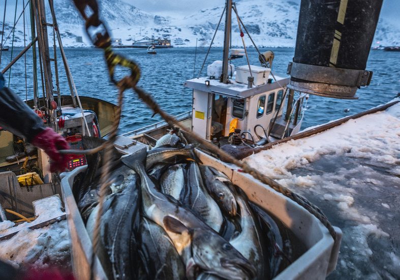 Russian seafood still sold in EU despite fishy sanctions – Euractiv — RT Business News