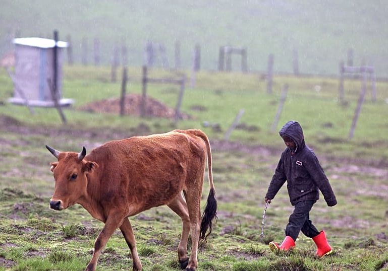 South Africa produces first local vaccine to combat foot-and-mouth disease