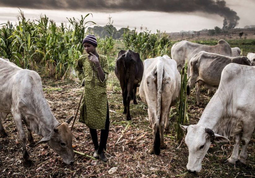 Igbo union urges southeast states to ban open grazing, form vigilantes against herdsmen attacks