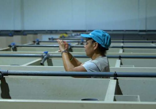 Senegals Aquaculture Ambitions A Lifeline for Fish Dependent Communities Senegals Aquaculture Ambitions A Lifeline for Fish Dependent Communities