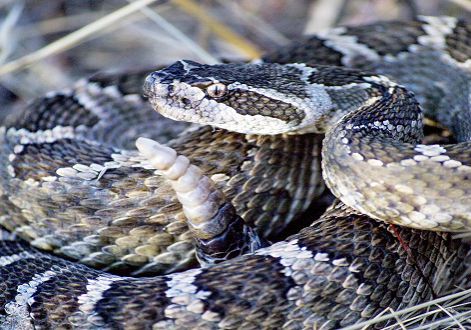 Snakebite crisis worsens in Gombe hospital Snakebite victims pay N500,000 for anti-venom treatment in Gombe — Daily Nigerian