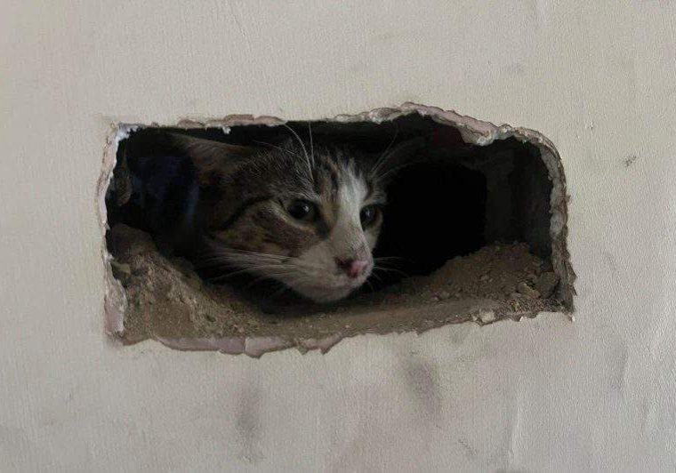 Stranded cat rescued from owners chimney