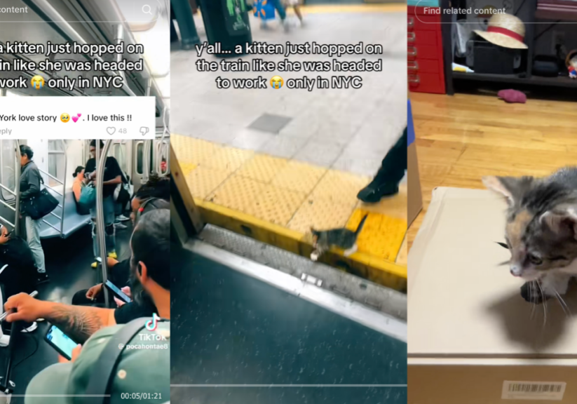 Kitten in viral NYC subway video gets a new home