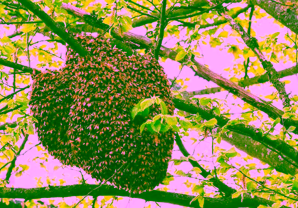 Swarm of bees kill farmer, injures two others in Osun
