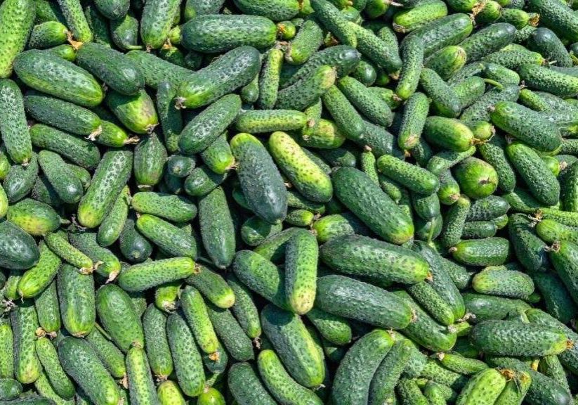 TikTok's Latest Obsession: Refreshing Cucumber Salad Recipes