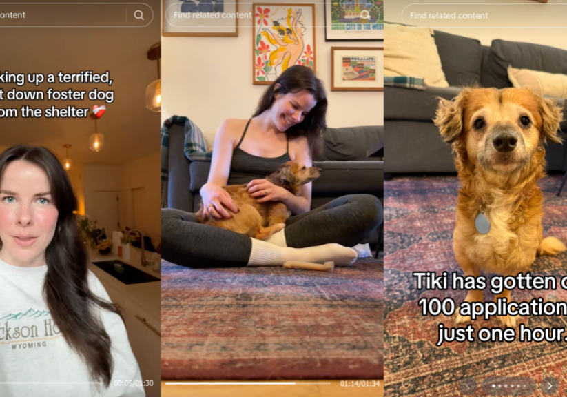 The viral TikTok dog who stole the internet's heart is now ready for adoption