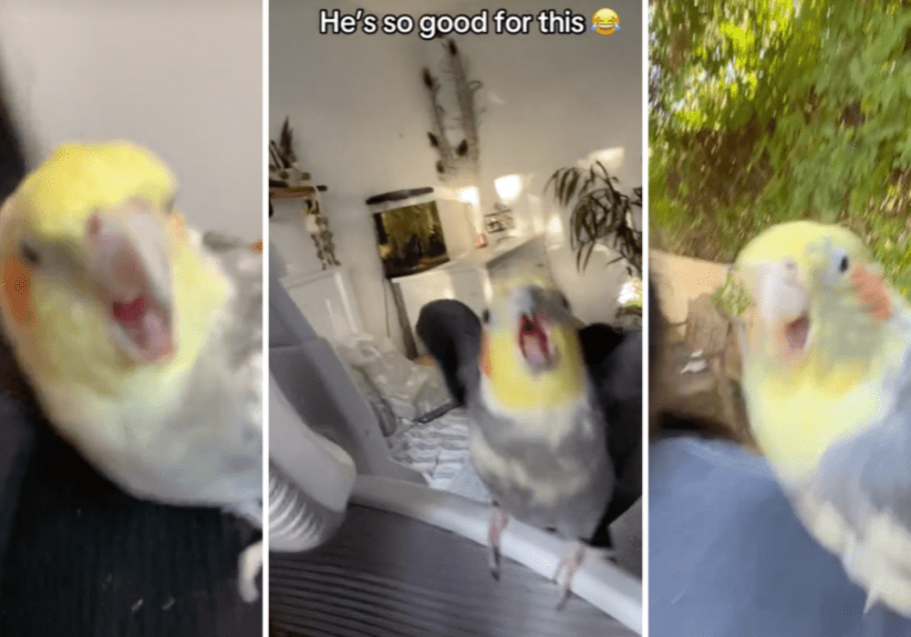 Tiny parrots rock TikTok to Lola Brooke's 'Don't Play With Tiny parrots rock TikTok to Lola Brooke's 'Don't Play With