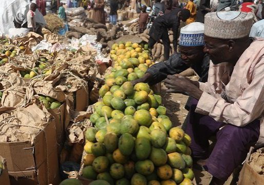 Traders sell mangoes at the market in Jibia