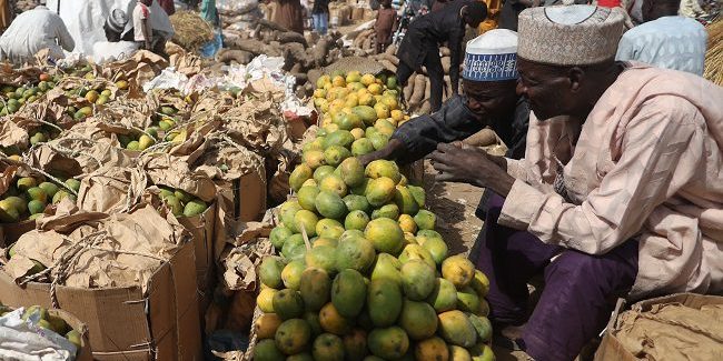 Traders sell mangoes at the market in Jibia Traders sell mangoes at the market in Jibia