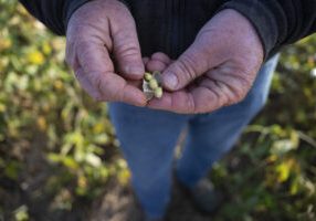 US China trade war hurts soybean farmers US Soybean Farmers Battered By Trade Row With China