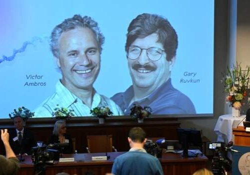 US Scientists Win Nobel Prize in Medicine for MicroRNA Discovery US Scientists Win Nobel Prize in Medicine for MicroRNA Discovery