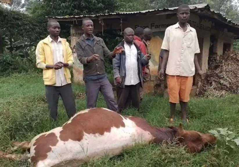 Uganda Bans Beef products amid anthrax outbreak – Voice of.webp