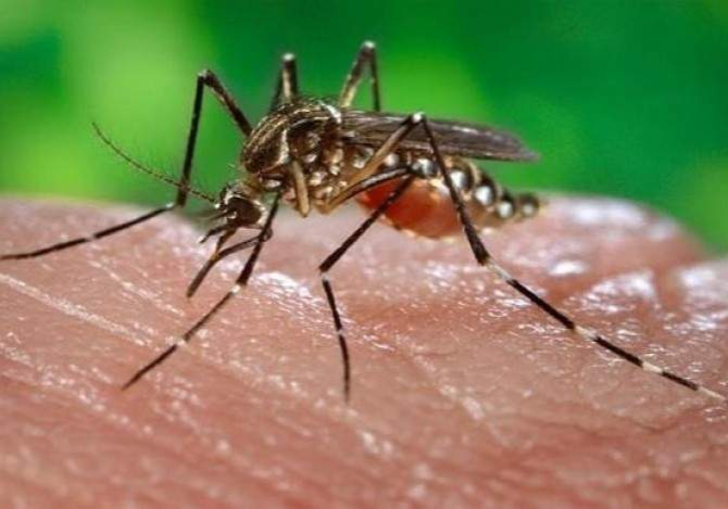 WHO raises alarm on spike in dengue infections — Daily WHO raises alarm on spike in dengue infections — Daily
