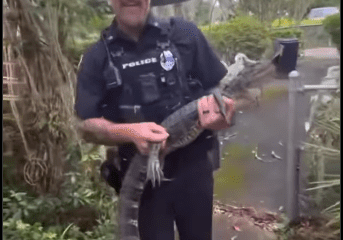 We cant cuff him Officer Kopp and Johnson have quite the tail to tell about responding to a nuisance gator 104 year old