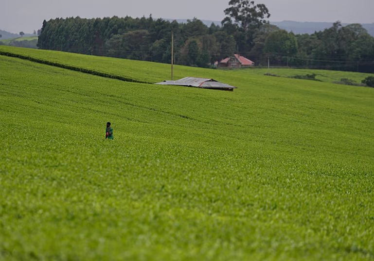 Kenyan women's fight for their land rights after death of husbands