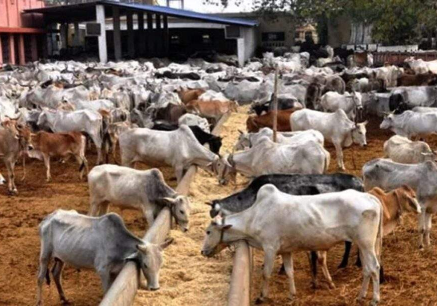 Zamfara Govt closes 11 cattle markets Zamfara Govt closes 11 cattle markets