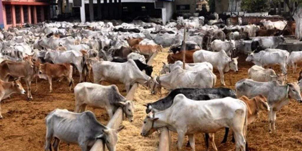 Zamfara Govt closes 11 cattle markets Zamfara Govt closes 11 cattle markets