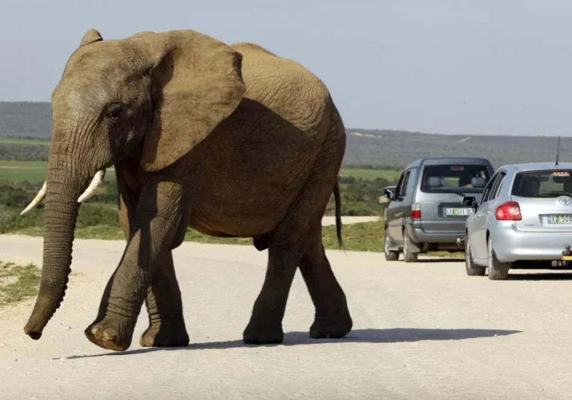 an elephant walks on a road of the elephant national park in addo south africa friday july 9 2010 an elephant walks on a road of the elephant national park in addo south africa friday july 9 2010