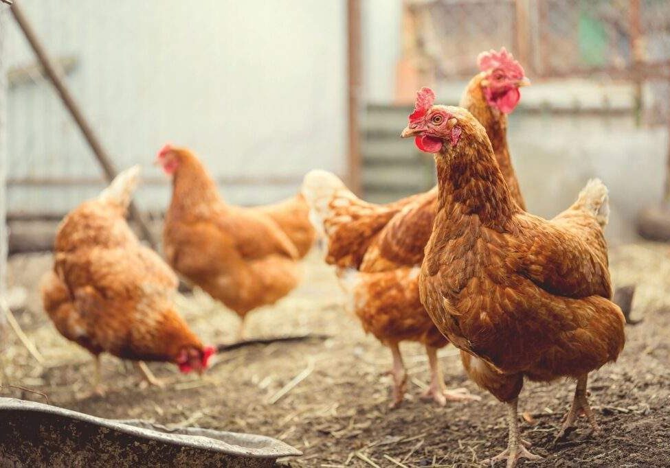 chickens chickens