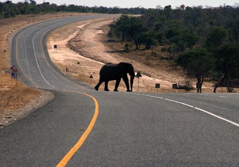elephant crossing elephant crossing