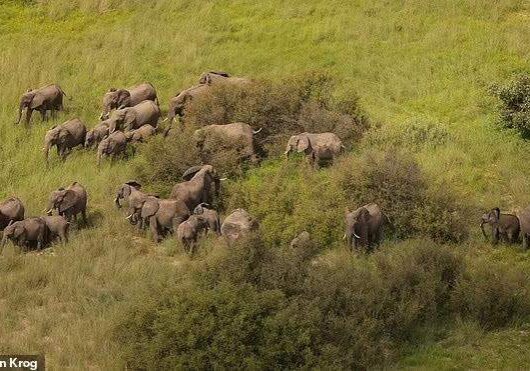 elephants elephants
