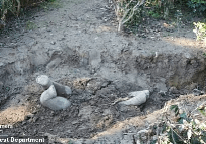 elephants elephants