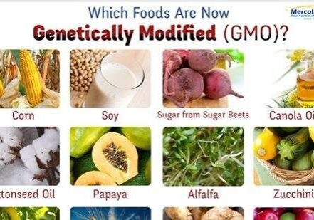 gmo gmo