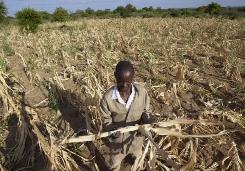 james tshuma a farmer in mangwe district in southwestern zimbabwe stands in the middle of his dried up crop field amid a drought in zimbabwe friday march 22 2024