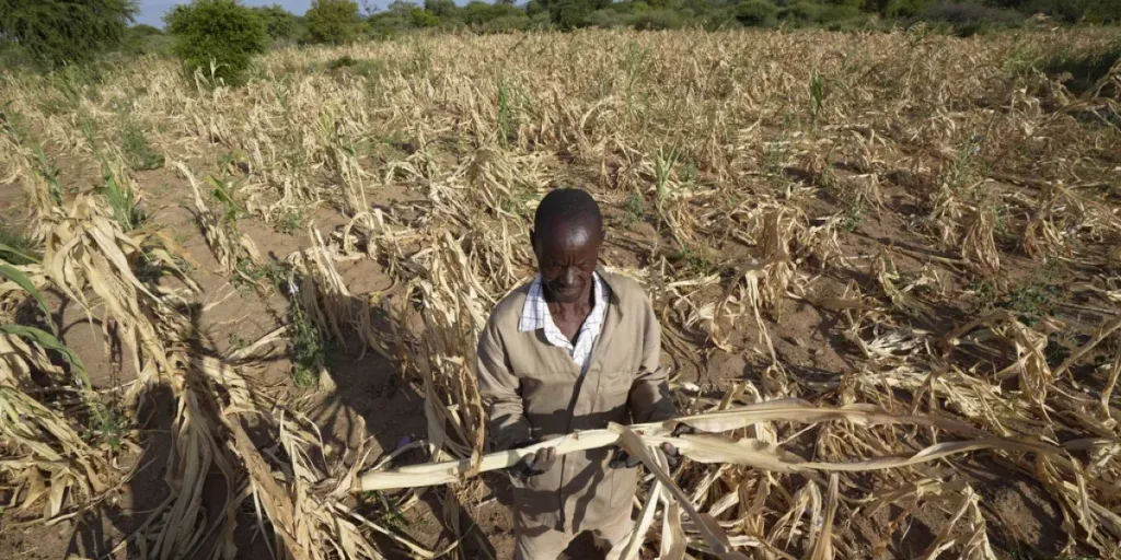 james tshuma a farmer in mangwe district in southwestern zimbabwe stands in the middle of his dried up crop field amid a drought in zimbabwe friday march 22 2024 james tshuma a farmer in mangwe district in southwestern zimbabwe stands in the middle of his dried up crop field amid a drought in zimbabwe friday march 22 2024