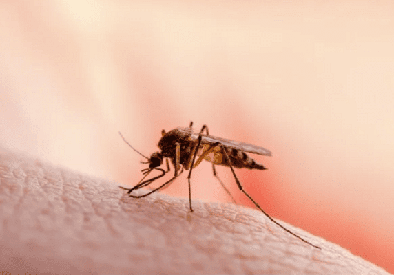 malaria malaria