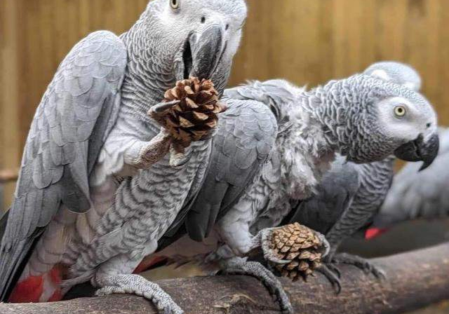 parrot parrot