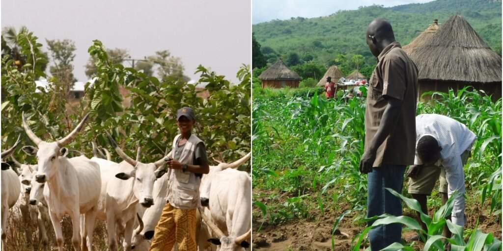 rewrite this title Farmers, herders crisis: Jigawa govt inaugurates peace, rewrite this title Farmers, herders crisis: Jigawa govt inaugurates peace,