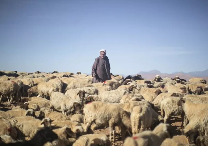 sheep morocco sheep morocco