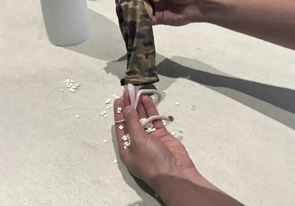 snake1 snake1